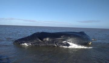 Imagen de Preocupación por el aumento de varamientos de ballenas en nuestro país, Brasil y Uruguay
