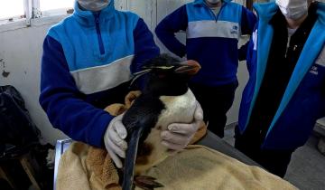 Imagen de Un patrón cada vez más habitual: animales marinos y costeros que son víctimas de la acción humana