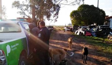 Imagen de Desbaratan un desarmadero ilegal de autos en Miramar