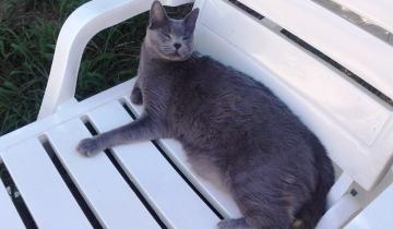 Imagen de Día del Gato: por qué se celebra tres veces al año en Argentina y en el mundo