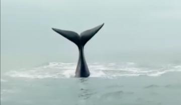 Imagen de Insólito espectáculo: apareció una ballena en el Partido de La Costa