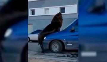 Imagen de Se hizo viral: un video captó el momento en que un lobo marino se subió a un auto en Mar del Plata