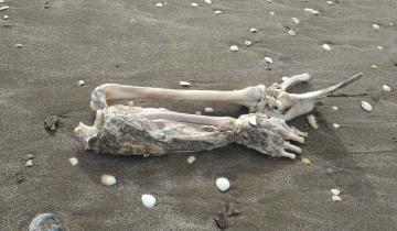 Imagen de La Costa: así avanza la investigación del caso de los restos humanos hallados en Mar de Ajó y Punta Médanos