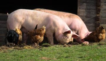 Imagen de Tandil: detectan un caso de triquinosis y decomisan 90 kilos de carne de cerdo