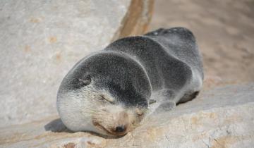 Imagen de La Región: sorpresiva llegada de lobos marinos subantárticos a la Costa Atlántica
