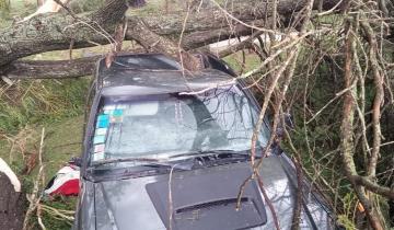 Imagen de Castelli: el viento estaba destruyendo su casa, intentaron irse en una camioneta y un árbol cayó sobre ellos