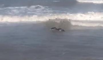 Imagen de Un carpincho se convirtió en un atractivo visitante de la Playa Nueva Atlantis