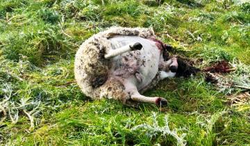 Imagen de Denuncian que cazadores furtivos mataron a tiros 7 ovejas en un campo de Castelli