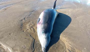 Imagen de Zifio en San Clemente del Tuyú: a qué se debió su inusual aparición y por qué no pudieron salvarlo
