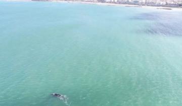 Imagen de Video: otro espectáculo de ballenas frente a la costa marplatense