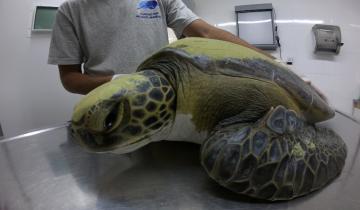 Imagen de Mundo Marino rescató una tortuga y de su interior salió gran cantidad de basura