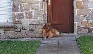 Imagen de Denuncian que una familia marplatense se mudó a Corrientes y abandonó al perro