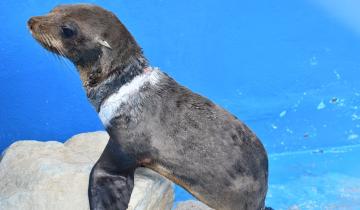 Imagen de Rescataron en Villa Gesell un lobo marino gravemente herido: se recupera en la Fundación Mundo Marino