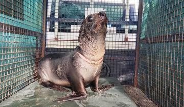 Imagen de Partido de La Costa: así le salvaron la vida a un lobo marino gravemente herido a causa de la basura marina