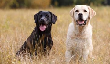 Imagen de Día Mundial del Perro: por qué se celebra el 21 de julio