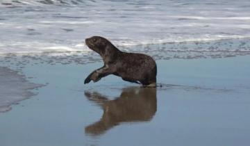 Imagen de De Dock Sud a la Costa Atlántica: así regresaba al mar un lobo marino rescatado