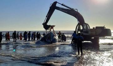 Imagen de Otra ballena jorobada varó en el Partido de La Costa y fue devuelta al mar