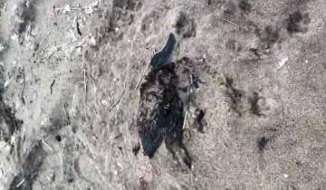 Imagen de Miramar: indignación por el hallazgo de pingüinos muertos en la playa con marcas de cuatriciclos