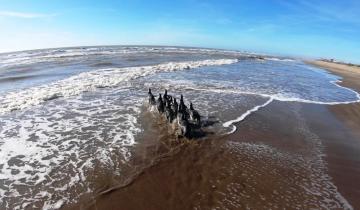 Imagen de Fin de la “cuarentena” para 10 pingüinos que pudieron regresar al mar