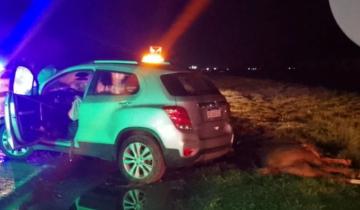 Imagen de La Costa: un auto chocó contra un caballo suelto en la Ruta 11 y tres personas debieron ser asistidas