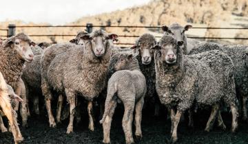 Imagen de Provincia lanza créditos para impulsar el desarrollo de la producción ovina