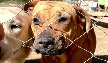 Imagen de Partido de La Costa: el refugio “Rubio de La Costa” deja de recibir animales tras la muerte de su fundadora