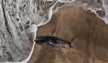 Imagen de Pinamar: apareció muerto un ejemplar de una ballena jorobada joven en la playa