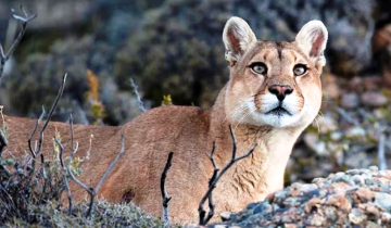Imagen de Alarma en Moreno por un puma suelto: ya mató cerdos, patos y hasta perros