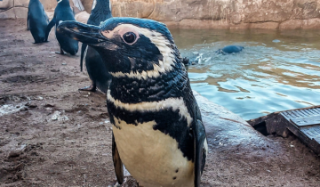 Imagen de Mar del Plata: venden 4 pingüinos en 40 mil dólares para sostener el mantenimiento del ex Aquarium