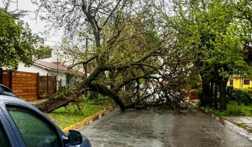 Imagen de Temporal en la Costa Atlántica: árboles caídos, calles anegadas, cortes de luz y suspensión de clases a por la lluvia y ráfagas de hasta 70 km/h