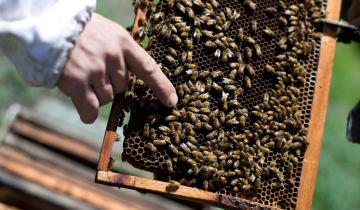 Imagen de Murieron miles de abejas en Ayacucho tras ser fumigadas con agroquímicos