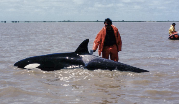 Imagen de La historia de Kshamenk y por qué la orca rescatada en San Clemente no pudo volver al mar