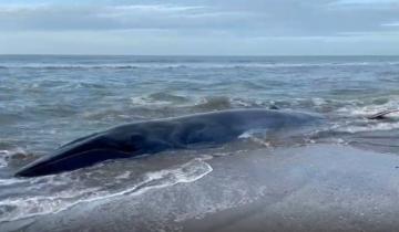 Imagen de Murió la ballena que estaba varada en Costa Esmeralda