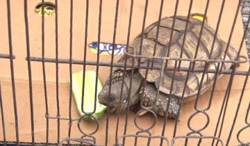 Imagen de Rescatan aves y tortugas que estaban enjauladas e iban a ser vendidas de forma ilegal