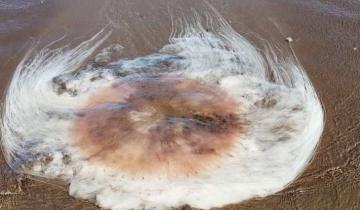 Imagen de La Provincia: apareció una extraña clase de medusa gigante en las playas de Monte Hermoso
