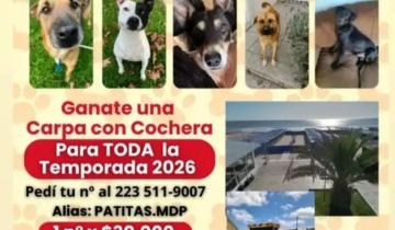 Imagen de Mar del Plata: un refugio animal en crisis sortea una carpa en Punta Mogotes para saldar una millonaria deuda y seguir funcionando