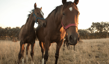 Imagen de Encefalomielitis Equina: ya son más de mil los brotes y hay caballos afectados en casi toda la provincia