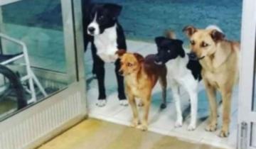 Imagen de Cuatro perros esperaron en la puerta de un hospital a que su dueño fuera atendido