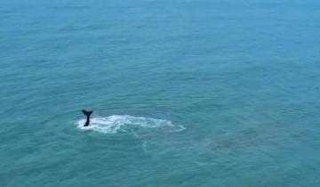 Imagen de La Costa: una ballena fue filmada este domingo, en el mar frente a Las Toninas