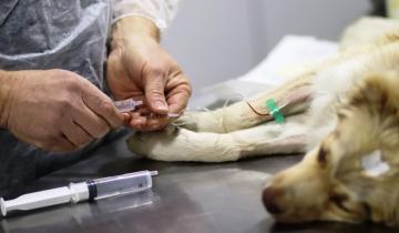Imagen de Día del Veterinario: por qué se festeja el 6 de agosto en Argentina