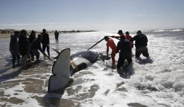 Imagen de Rescataron a siete ballenas que estaban encalladas entre Santa Clara del Mar y Mar de Cobo