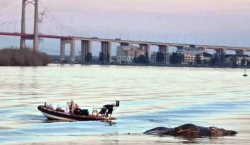 Imagen de Otra ballena muerta en un río de Buenos Aires: ya son tres en 15 días