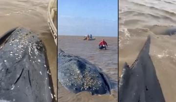 Imagen de Castelli: cuál es la situación de la ballena que ya lleva 16 días varada en un canal