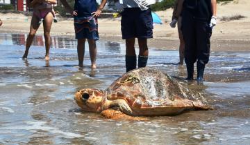 Imagen de Partido de La Costa: regresan al mar una tortuga cabezona de 130 kilos y más de 1 metro de longitud