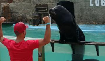 Imagen de Cuatro lobos marinos del Aquarium de Mar del Plata serán trasladados a Mundo Marino en San Clemente del Tuyú