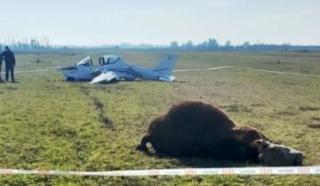Imagen de Insólito en Chivilcoy: una avioneta aterrizó de noche y mató a un toro que cruzó la pista