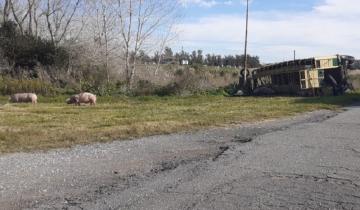 Imagen de Volcó un camión en la Ruta 2: los cerdos que transportaba quedaron sueltos en la zona
